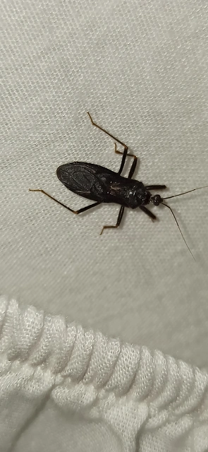 Reduvius personatus - szemetes zugpoloska