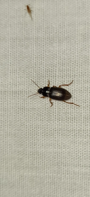 Harpalus affinis - szőrösszárnyú lomhafutó