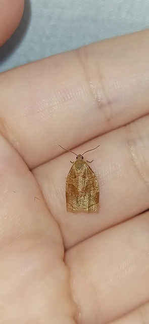 Archips rosana - rózsailonca