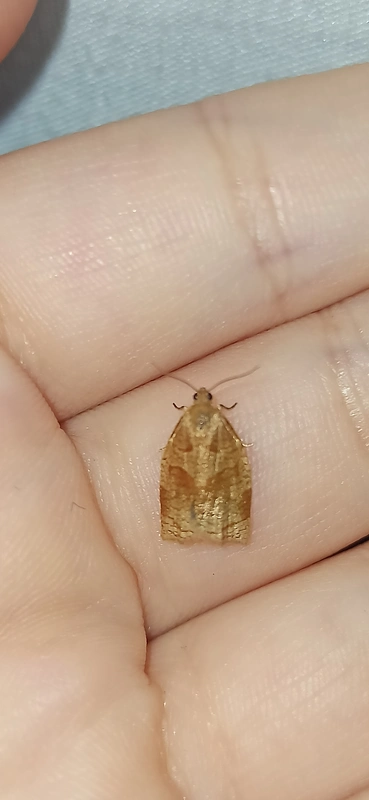 Archips rosana - rózsailonca