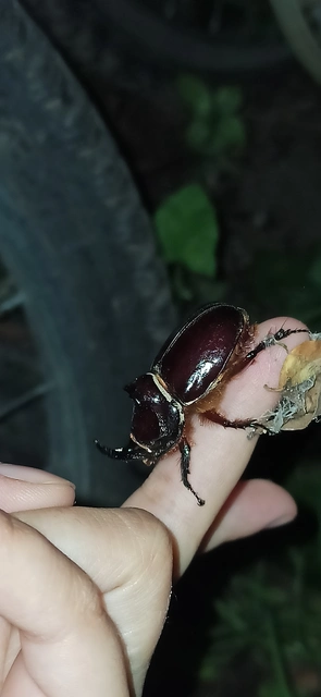 Oryctes nasicornis - orrszarvú bogár
