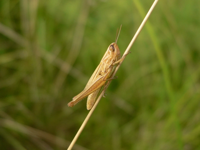 Euchorthippus