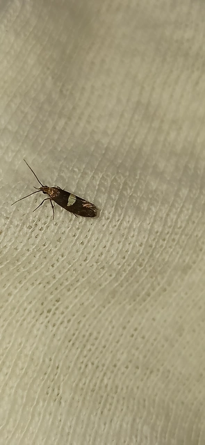 Eidophasia messingiella - kakukktormamoly