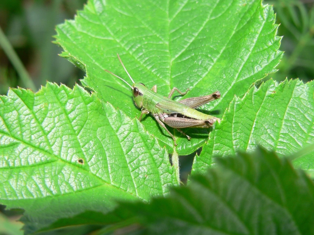 Pseudochorthippus parallelus - közönséges rétisáska