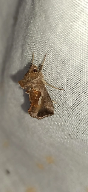 Macdunnoughia confusa - cseppfoltos ezüstbagoly