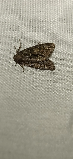 Cryphia fraudatricula - homoki zuzmóbagoly