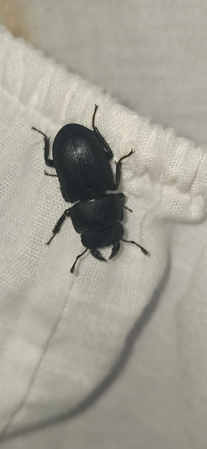 Dorcus parallelipipedus - kis szarvasbogár
