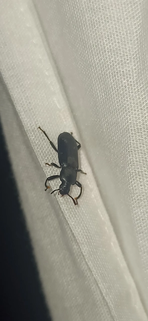 Menephilus cylindricus - fogasnyakú gyászbogár