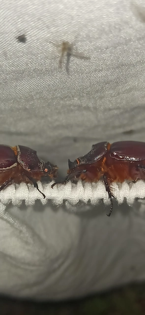Oryctes nasicornis - orrszarvú bogár