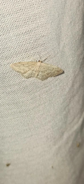 Idaea seriata - szürke apróaraszoló