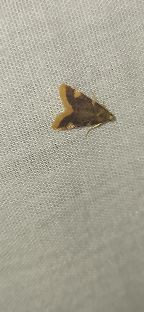 Hypsopygia costalis - szénailonca