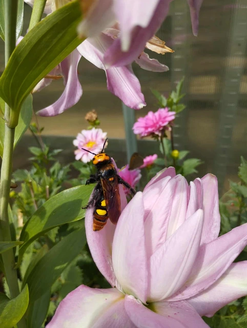 Megascolia maculata - óriás-tőrösdarázs