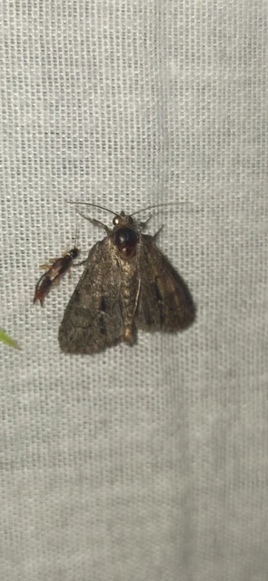 Cryphia fraudatricula - homoki zuzmóbagoly