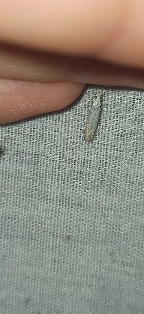 Coleophora