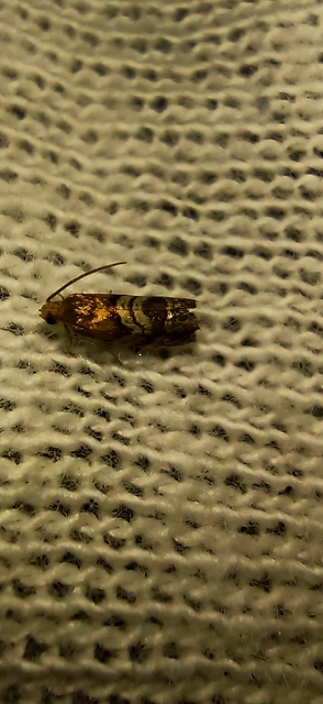 Cydia interscindana - boróka-tükrösmoly