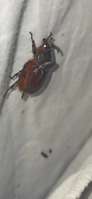 Oryctes nasicornis - orrszarvú bogár