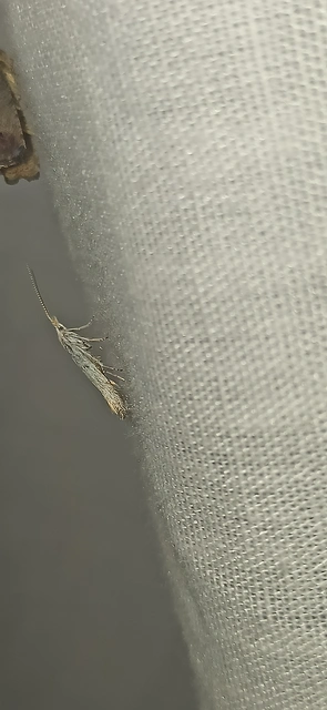 Coleophora