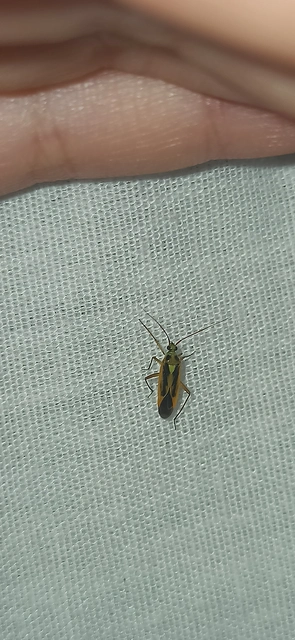 Stenotus binotatus - kétfoltos mezeipoloska