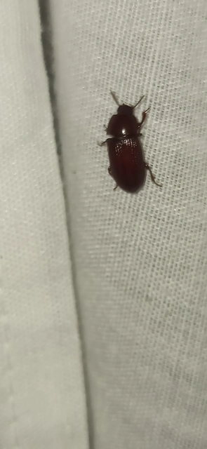 Uloma