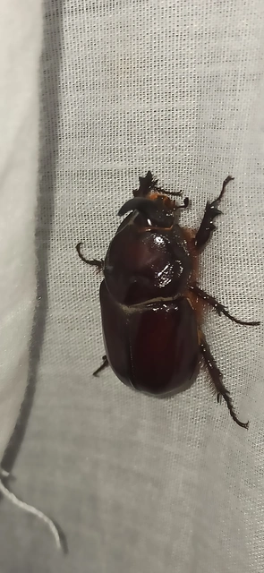 Oryctes nasicornis - orrszarvú bogár