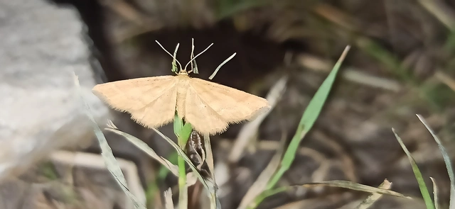 Idaea serpentata - kis sávosaraszoló