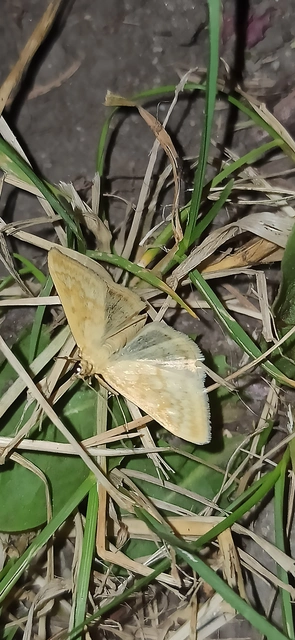 Sitochroa verticalis - világossárga dudvamoly
