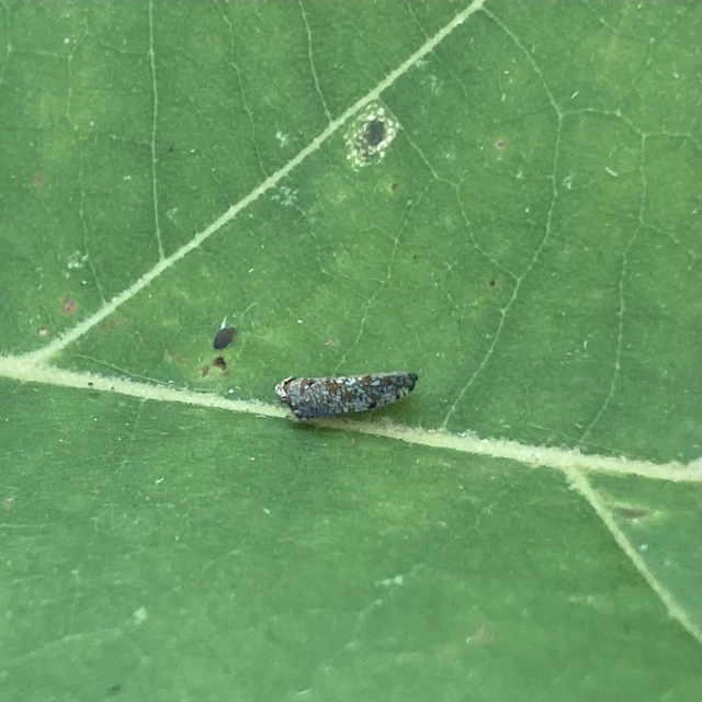 Orientus ishidae