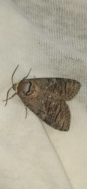 Cossus cossus - fűzfarontólepke