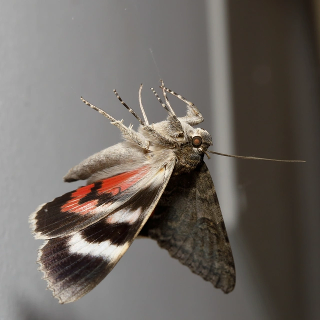 Catocala nupta - piros övesbagoly