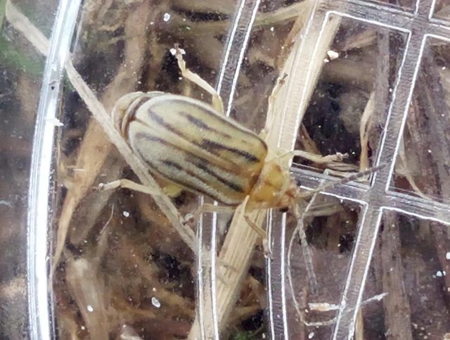 Ophraella communa - parlagfű-olajosbogár