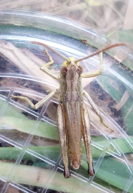 Pseudochorthippus parallelus - közönséges rétisáska