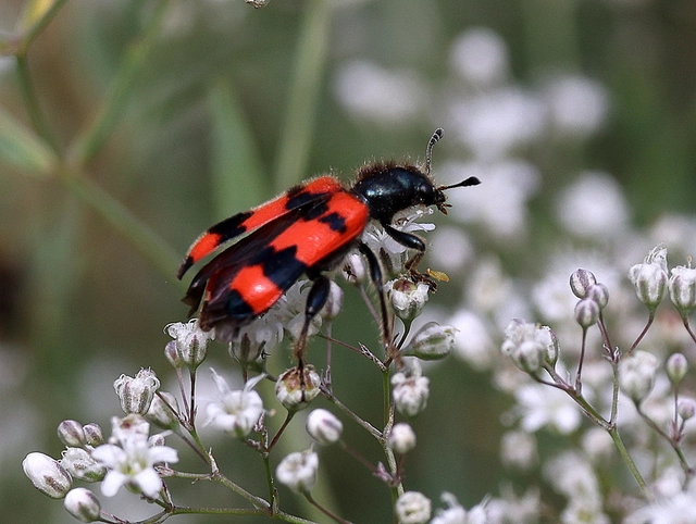 Trichodes apiarius - szalagos méhészbogár