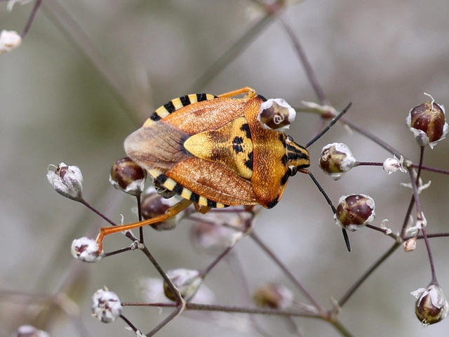 Carpocoris Carpocoris