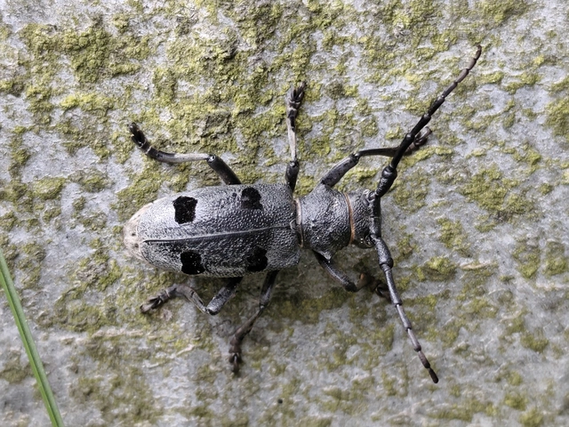 Morimus asper funereus - gyászcincér