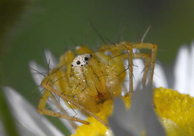 Oxyopes lineatus