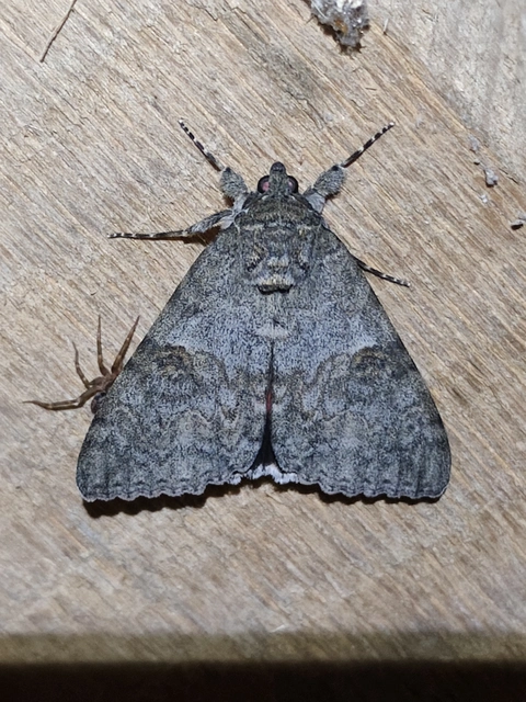 Catocala nupta - piros övesbagoly