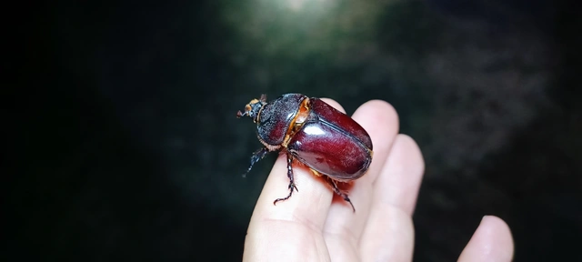 Oryctes nasicornis - orrszarvú bogár