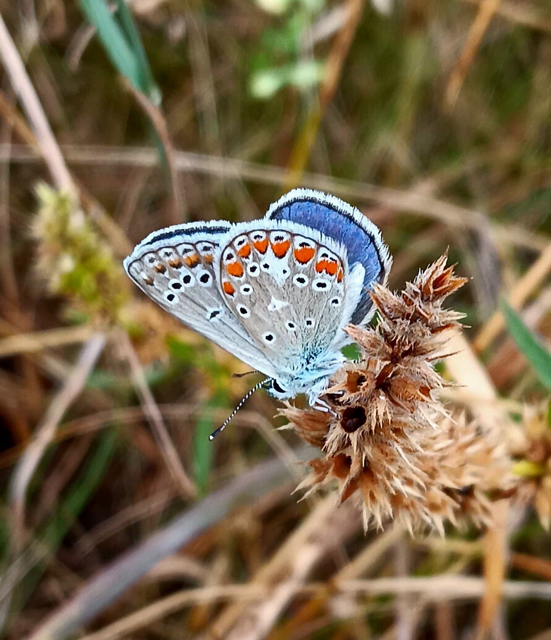 Polyommatus thersites - ibolyaszín boglárka