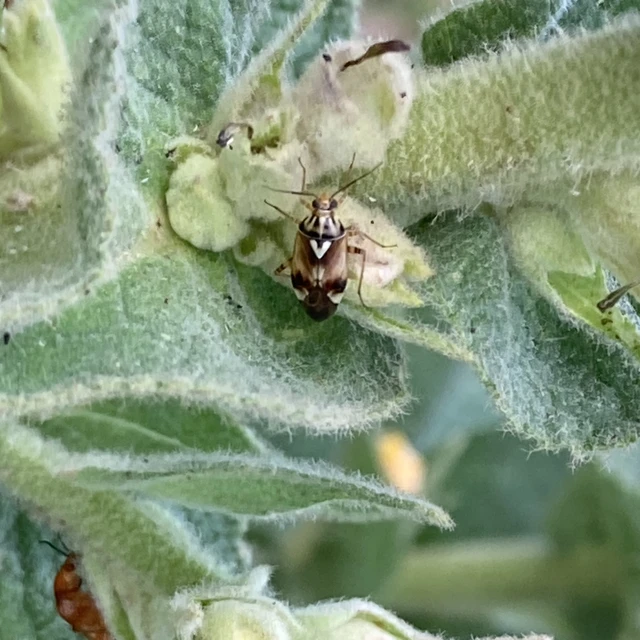 Lygus pratensis - változó mezeipoloska
