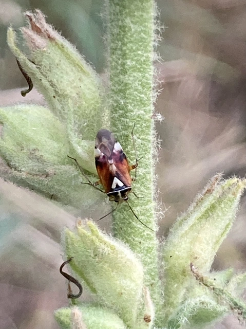 Lygus pratensis - változó mezeipoloska
