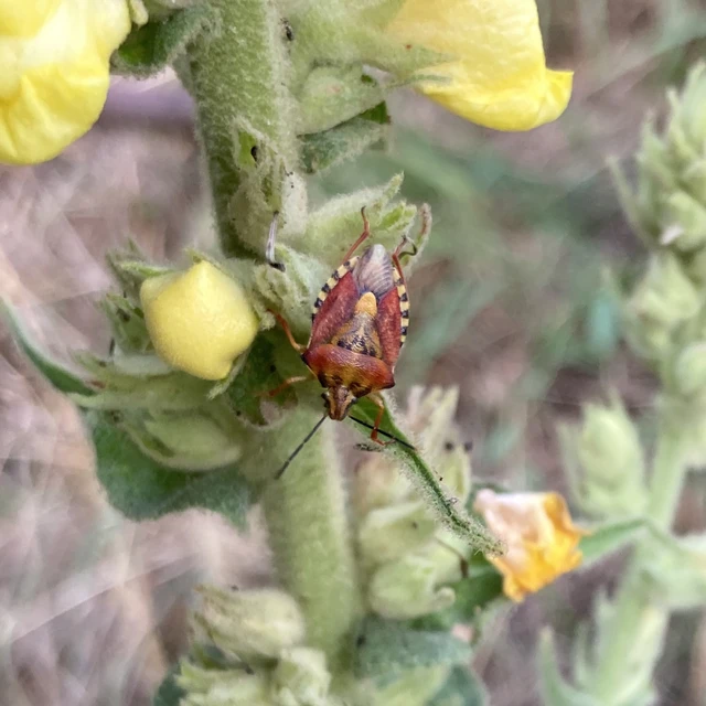 Carpocoris Carpocoris