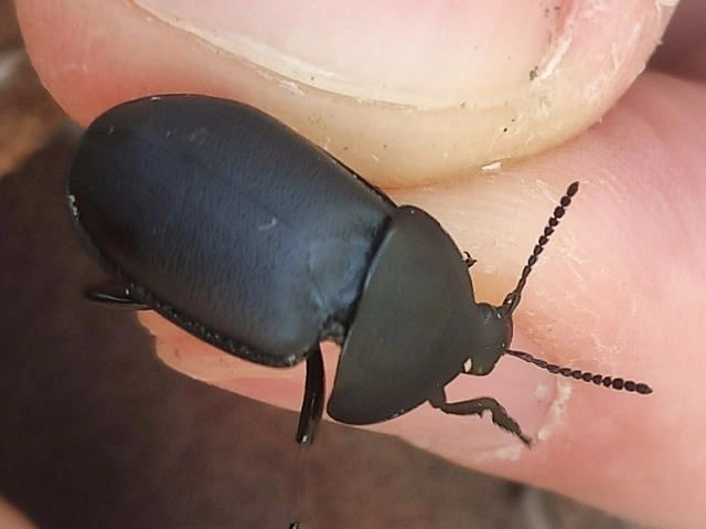 Ablattaria laevigata - sima csigarabló