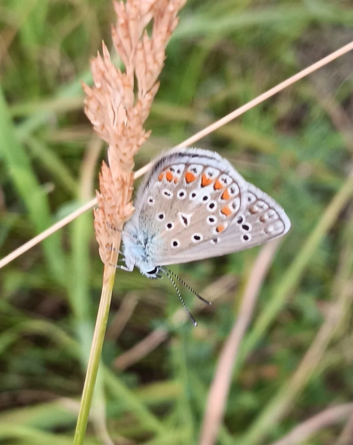 Polyommatus thersites - ibolyaszín boglárka