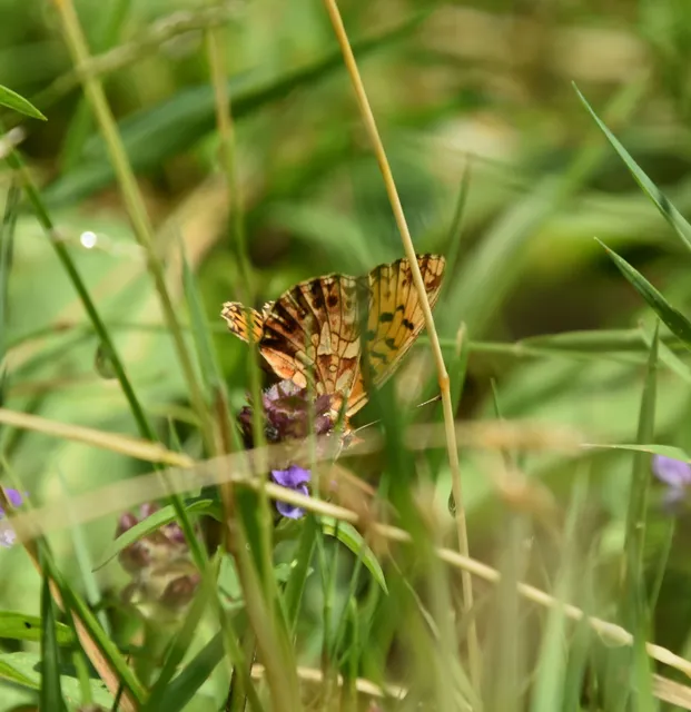Boloria dia - kis gyöngyházlepke