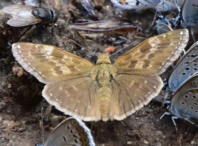 Erynnis tages - cigánylepke