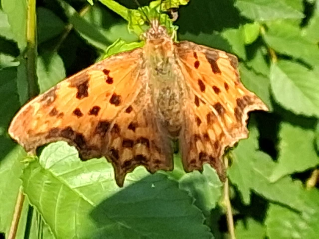 Nymphalis c-album - C-betűs lepke