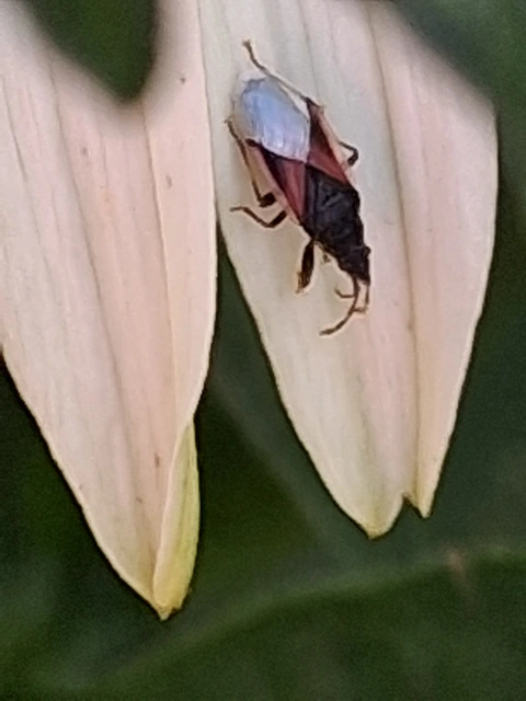 Oxycarenus lavaterae - hársbodobács