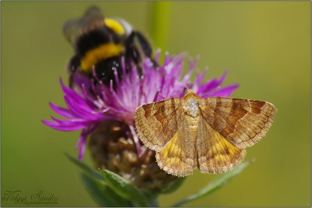 Euclidia glyphica - közönséges nappalibagoly