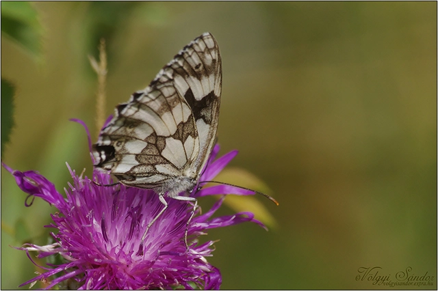 Melanargia galathea - sakktáblalepke