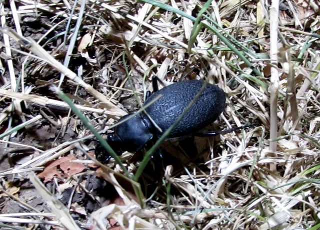 Carabus coriaceus - bőrfutrinka